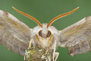 Laothoe: Poplar Hawk Moth