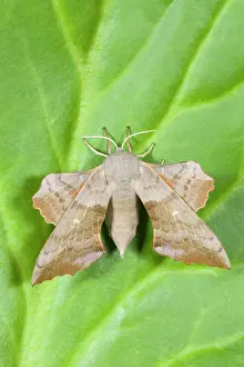 Laothoe: Poplar Hawk-moth