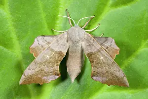 Laothoe: Poplar Hawk-moth
