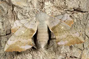 Laothoe: Poplar Hawk-Moth