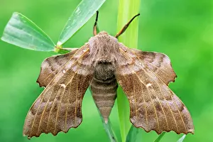Laothoe: Poplar Hawk-moth