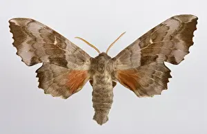 Laothoe: Poplar Hawk Moth