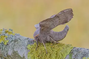 Oland: Poplar Hawk-moth