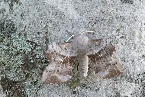 Oland: Poplar Hawk-moth