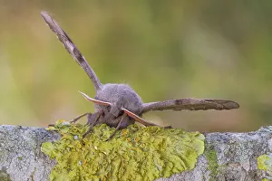 Oland: Poplar Hawk-moth