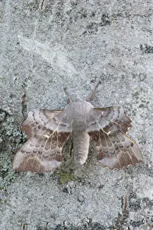 Oland: Poplar Hawk-moth