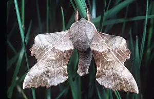 Poplar: POPLAR HAWK-MOTH