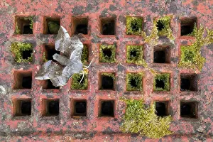 Creature: Poplar Hawk-Moth - on Air Brick - UK