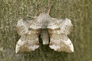 Laothoe: Poplar Hawk-moth - on bark