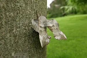 Laothoe: Poplar Hawk-moth - on bark