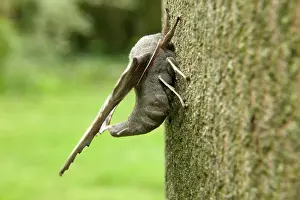 Laothoe: Poplar Hawk-moth - on bark, side view
