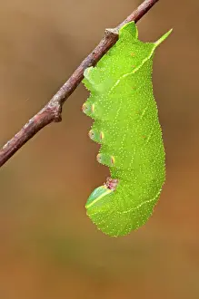 Ready: Poplar Hawk Moth caterpillar ready for pupation
