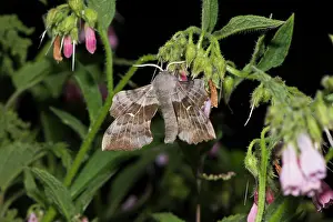 Laothoe: Poplar Hawk-moth (Laothoe populi). Kv nrkeby mose