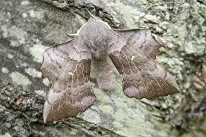 Hawkmoth: Poplar Hawk-moth, Norfolk UK