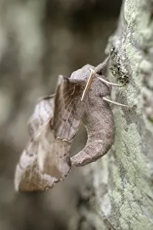 Hawkmoth: Poplar Hawk-moth, Norfolk UK