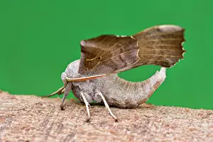 Laothoe: Poplar Hawk Moth at rest