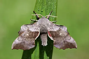 Laothoe: Poplar Hawkmoth