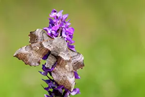 Laothoe: Poplar Hawkmoth
