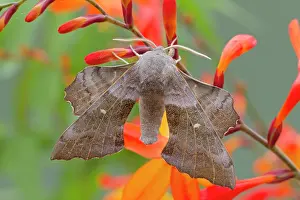 Laothoe: Poplar Hawkmoth - on Crocosmia flower