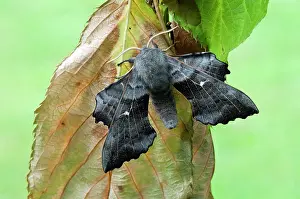 Puzzle: Poplar Hawkmoth - resting on dead leaf