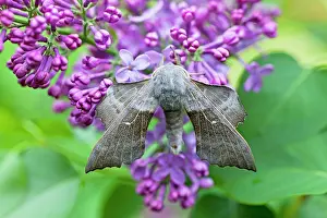 Laothoe: Poplar Hawkmoth - resting on lilac blossom in garden