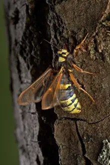 Clearwing: Poplar Hornet Clearwing / Hornet Moth