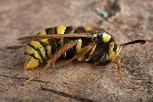 Clearwing: Poplar Hornet Clearwing / Hornet Moth