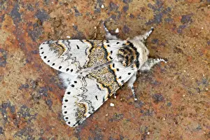 Furcula: Poplar Kitten Moth - UK