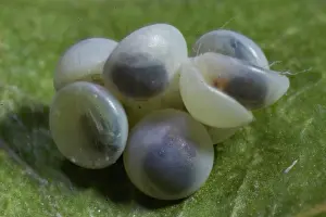 Notodontidae: Poplar moth seven eggs on green leaf