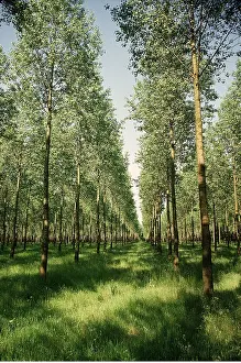 Poplar: POPLAR PLANTATION