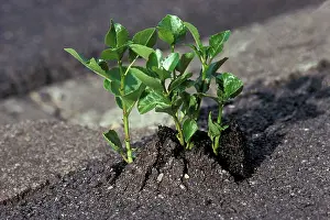 Asphalt: Poplar - Poplar shoots breaking through asphalt