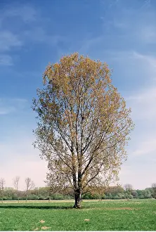 Poplar: POPLAR TREE