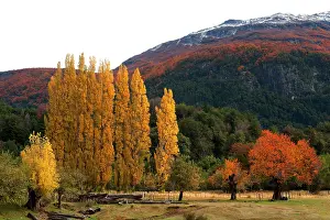 Poplars: Poplar Trees