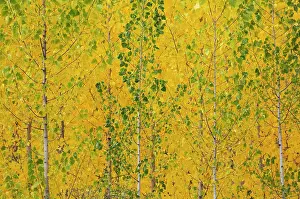 Populus: Poplar Trees - in autumnal colours - cultivated for timber