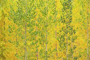 Populus: Poplar trees in autumnal colours cultivated for timber