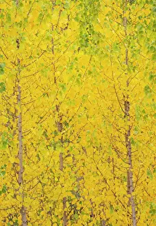 Populus: Poplar trees in autumnal colours cultivated for timber