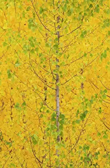 Populus: Poplar trees in autumnal colours cultivated for timber