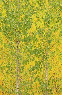 Populus: Poplar trees in autumnal colours cultivated for timber