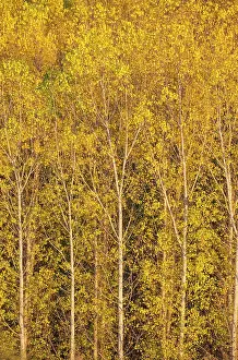 Populus: Poplar trees in autumnal colours cultivated for timber