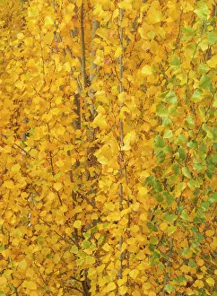 Populus: Poplar trees in autumnal colours cultivated for timber