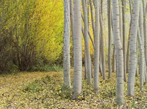 Populus: Poplar trees in autumnal colours cultivated for timber