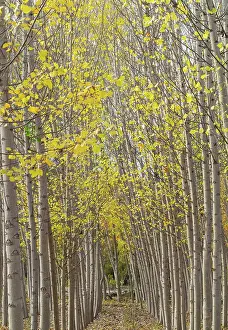 Populus: Poplar trees in autumnal colours cultivated for timber
