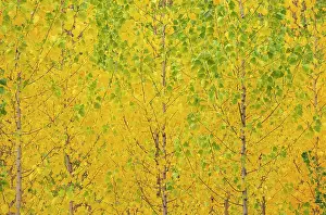 Populus: Poplar trees in autumnal colours cultivated for timber