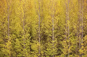 Populus: Poplar trees in autumnal colours cultivated for timber