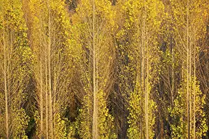 Populus: Poplar trees in autumnal colours cultivated for timber
