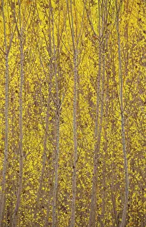 Populus: Poplar trees in autumnal colours cultivated for timber