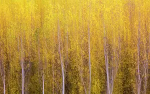 Populus: Poplar trees in autumnal colours cultivated for timber