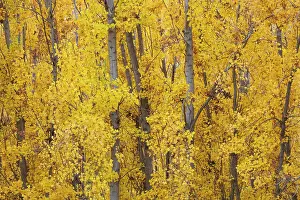 Populus: Poplar trees in autumnal colours near the town of Guad