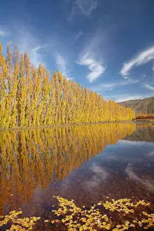 Irrigation: Poplar trees and irrigation dam on orchard