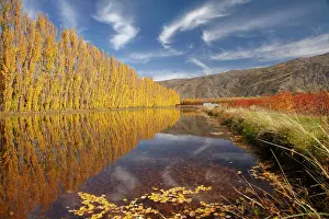 Irrigation: Poplar trees and irrigation dam on orchard